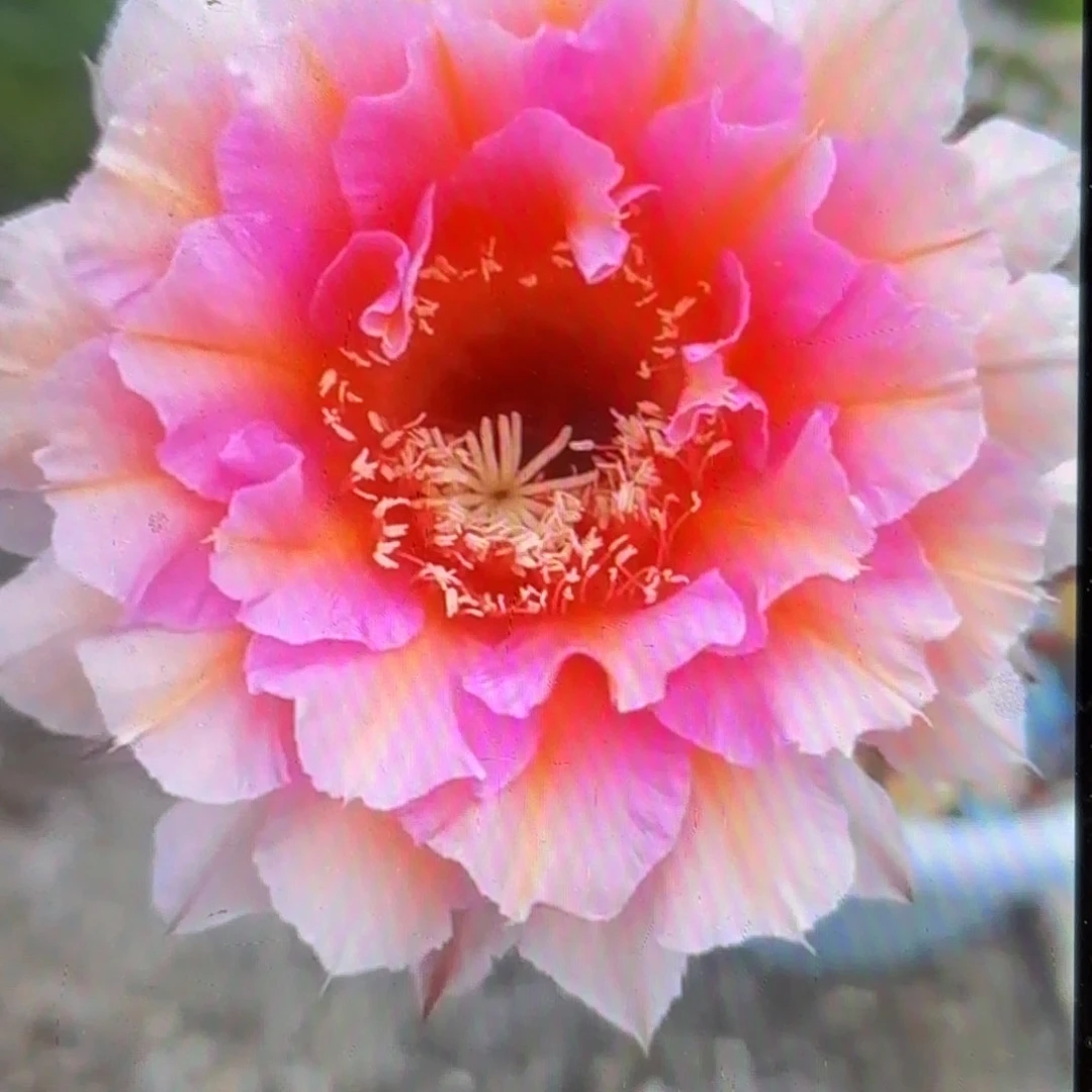 006彩侧牙齿20包邮仙人球5