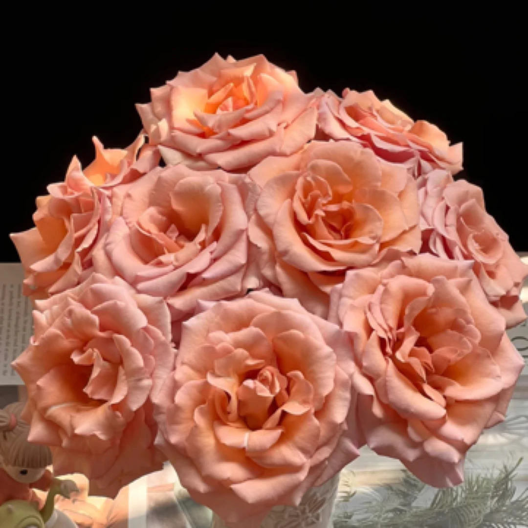 【牛马家】莫泊玫瑰  任意两单升级顺丰或EMS空运包邮