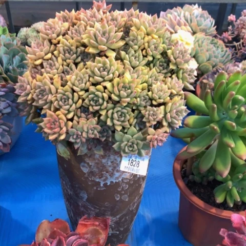 徐*1828璀璨多肉