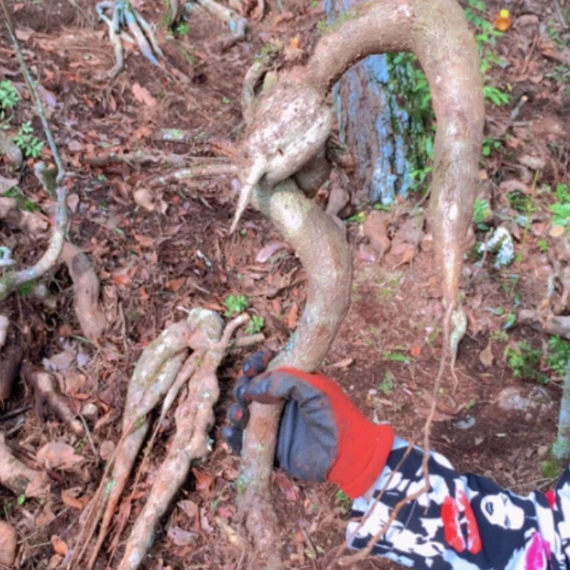 【闪购商品】无花朵