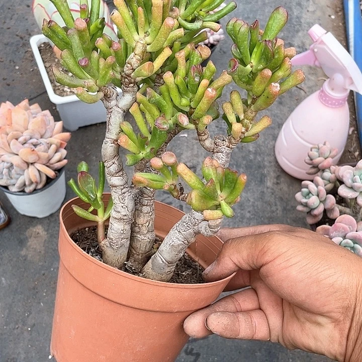 ?****●吸财树福利带盆发货