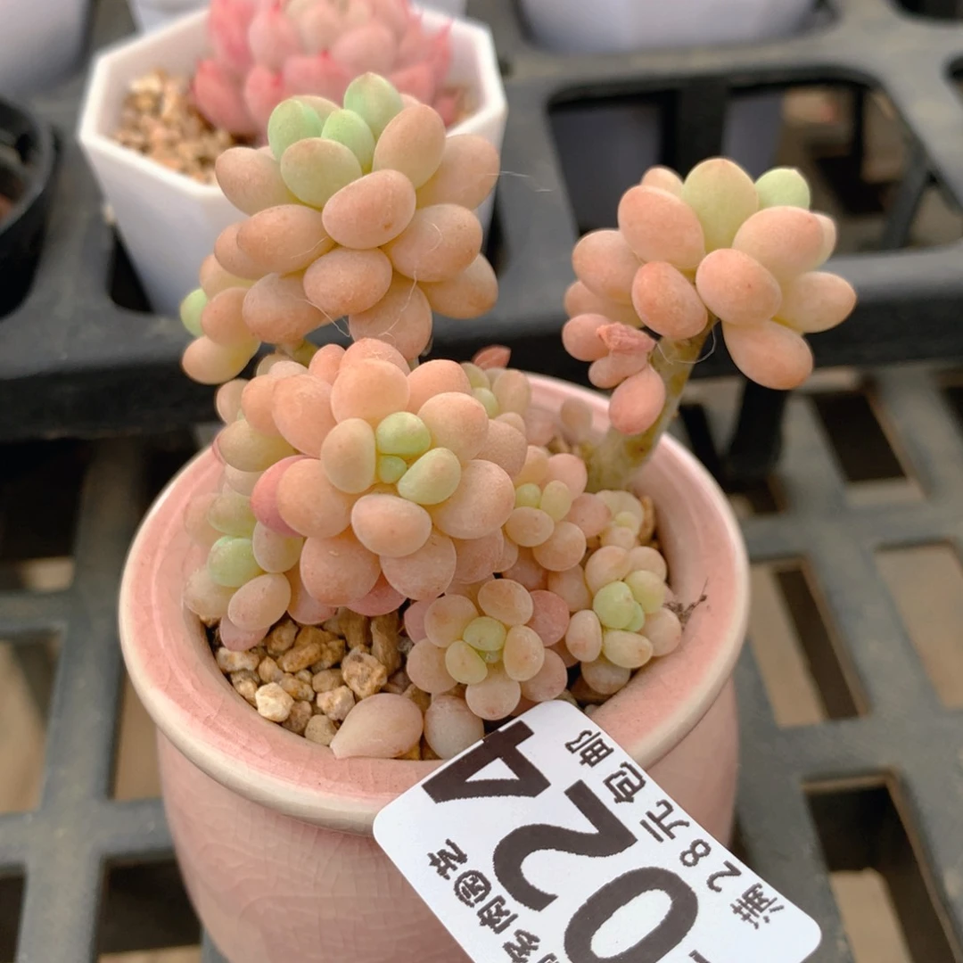 P肉萌萌5cm拇指盆精控多肉BL024