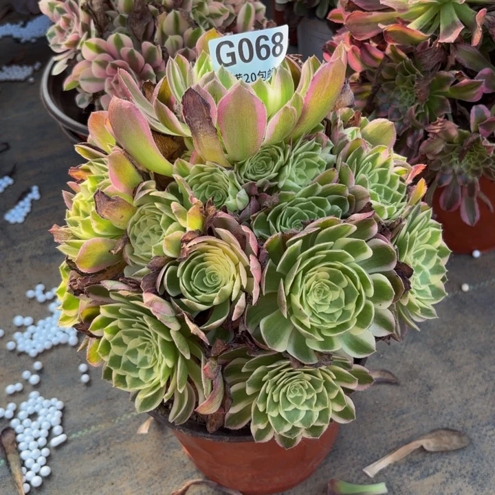 瑞妈多肉园艺+068