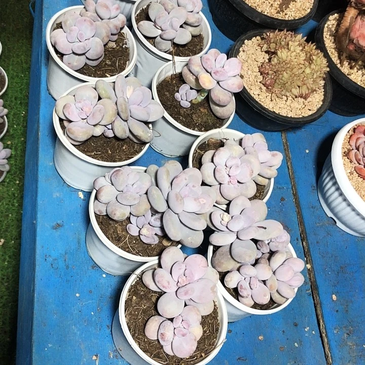 m****4奶酪石化多肉植物