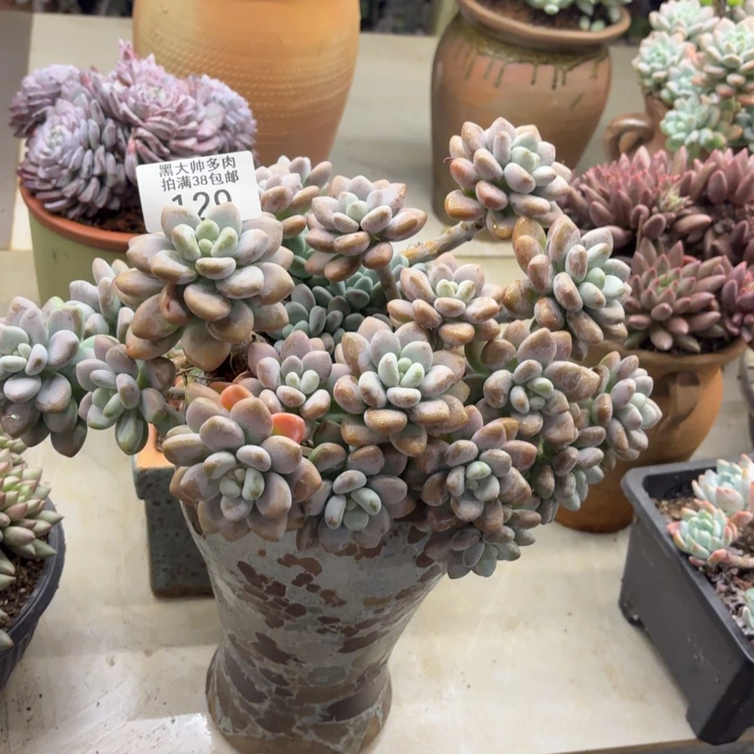 易***）黑大帅多肉129洛神