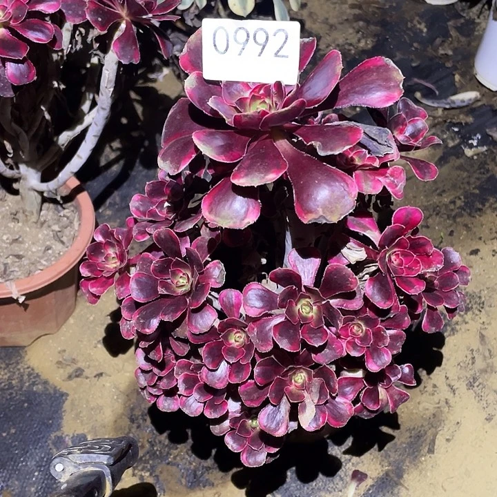 多肉植物断枝不包992丽娜