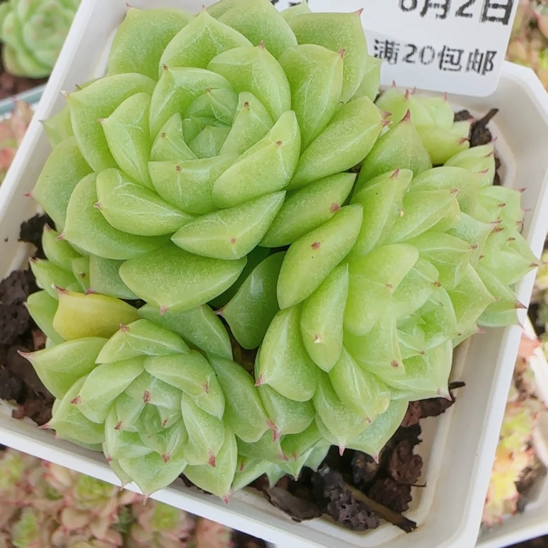 ****空花语逸镜0802-55散