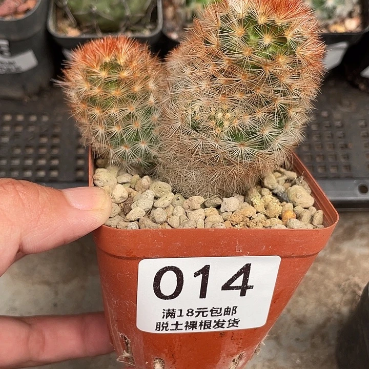 014红刺嘉文双头仙人球