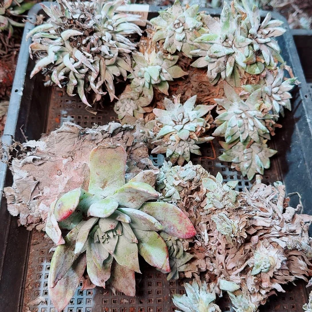 8614瑕疵框拍不售后