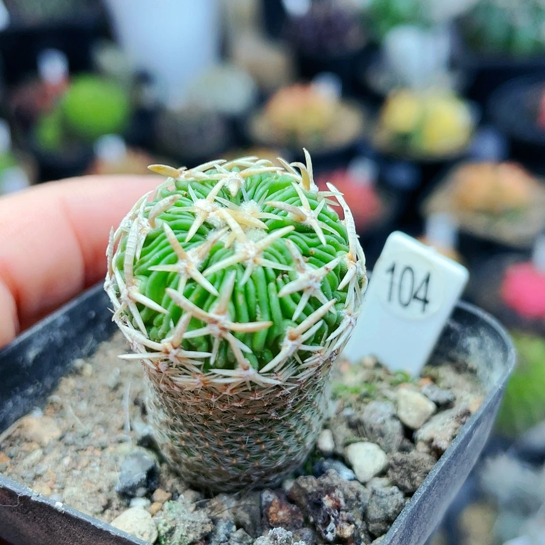 太刀岚非偏远地区满25裸根发货仙人球