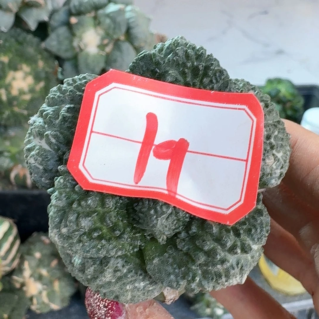 【闪购商品】无花朵岩菜花牡丹19