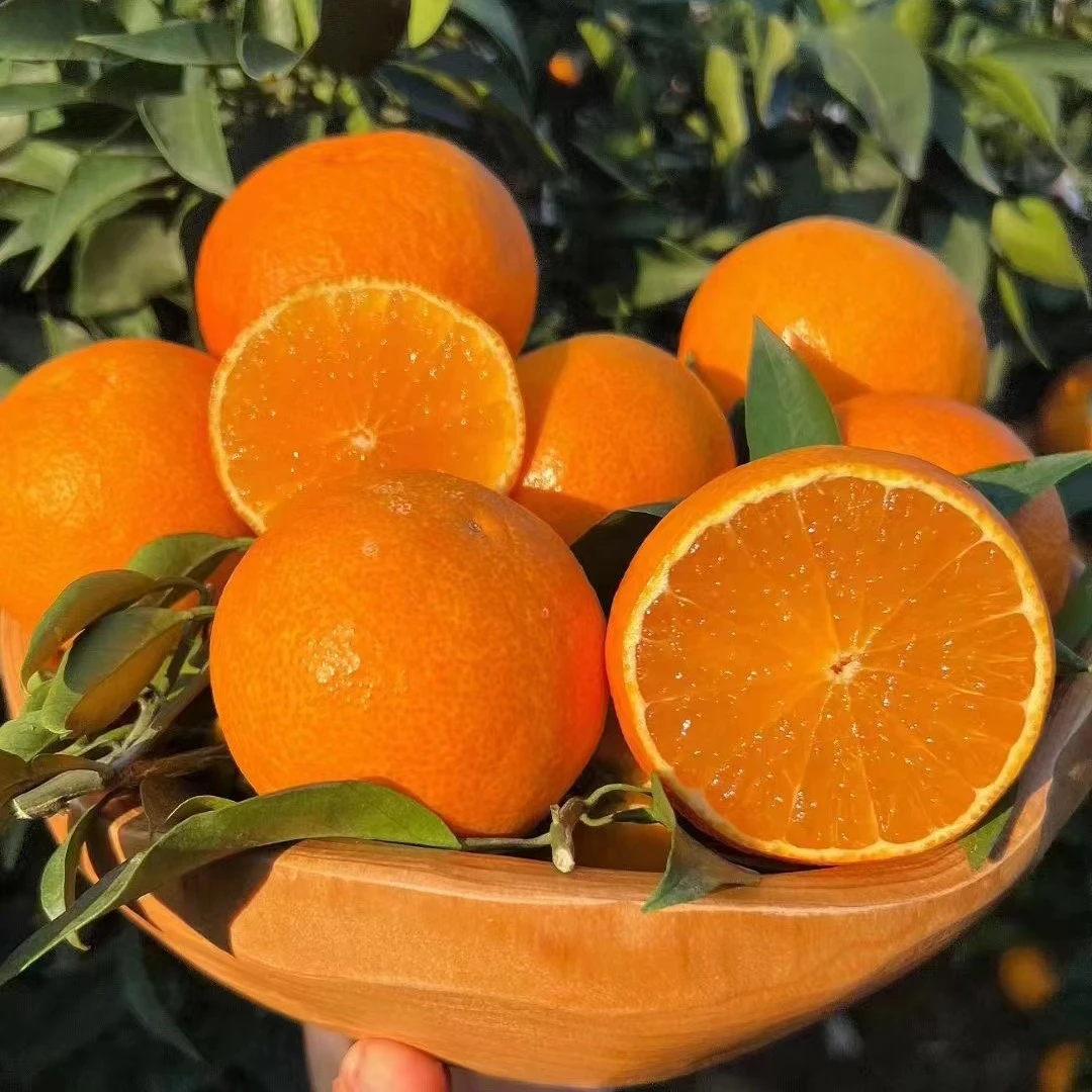 爱媛四川自家高山种植爱媛果冻橙现摘现发爆汁水果