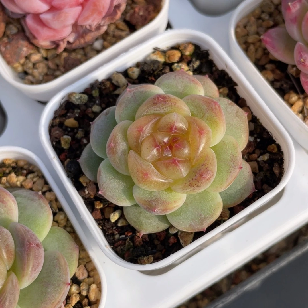 优选甜心多肉福利1244