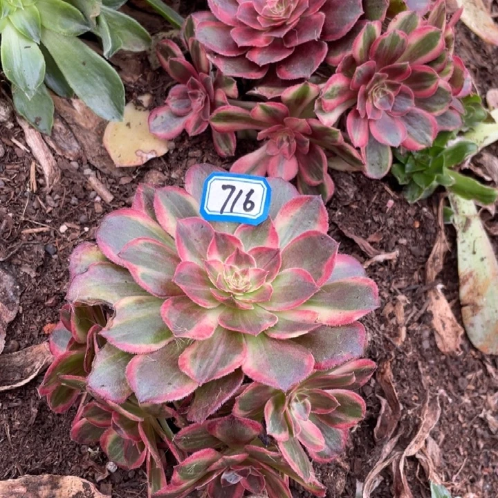 716，不带根唐三彩法师