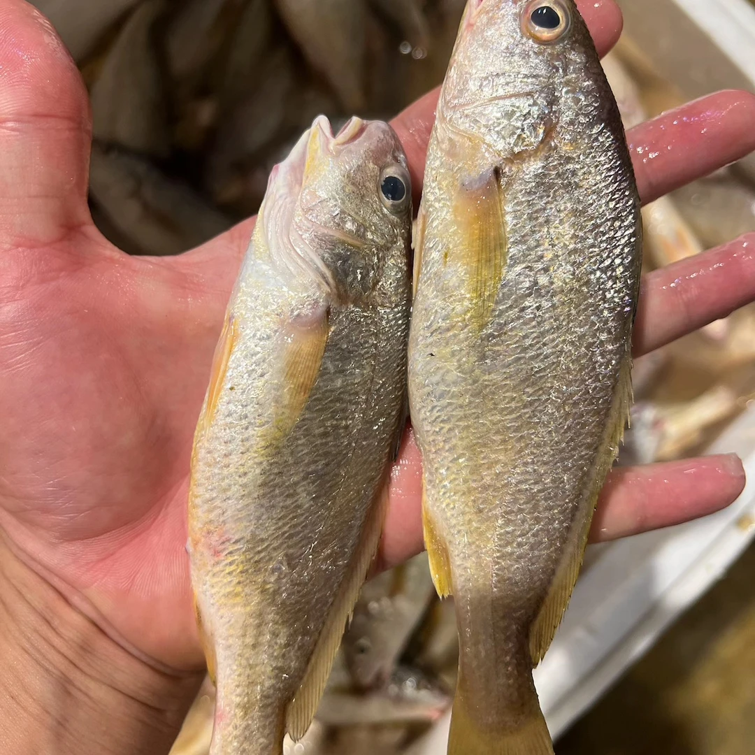 广东阳江野生小划鱼，肉质鲜嫩，干煎红烧清蒸打汤都可以。