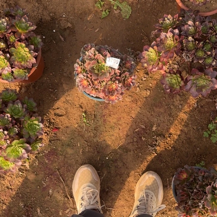 3799香妃清棚处理不包断货