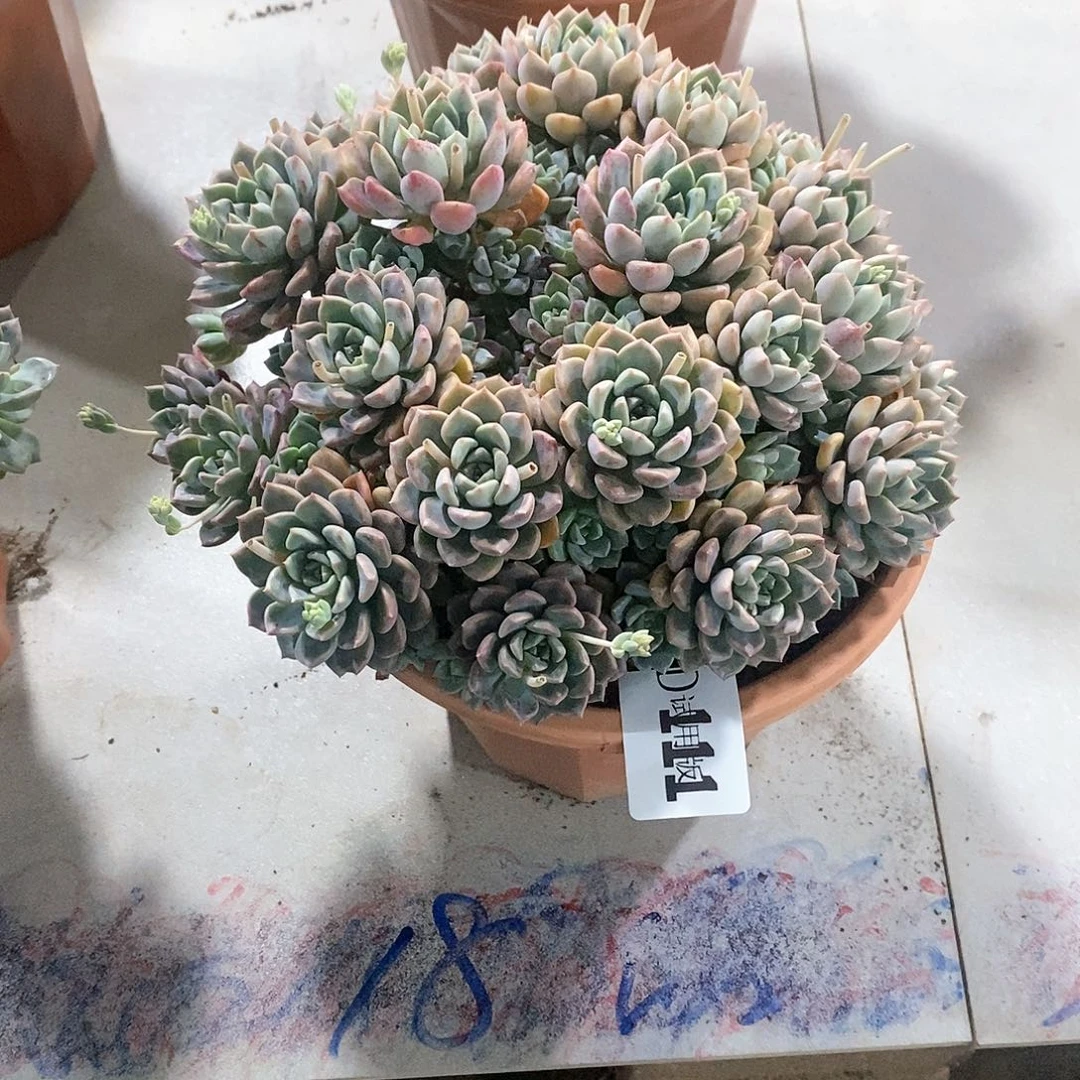 思*111粉布偶多肉植物