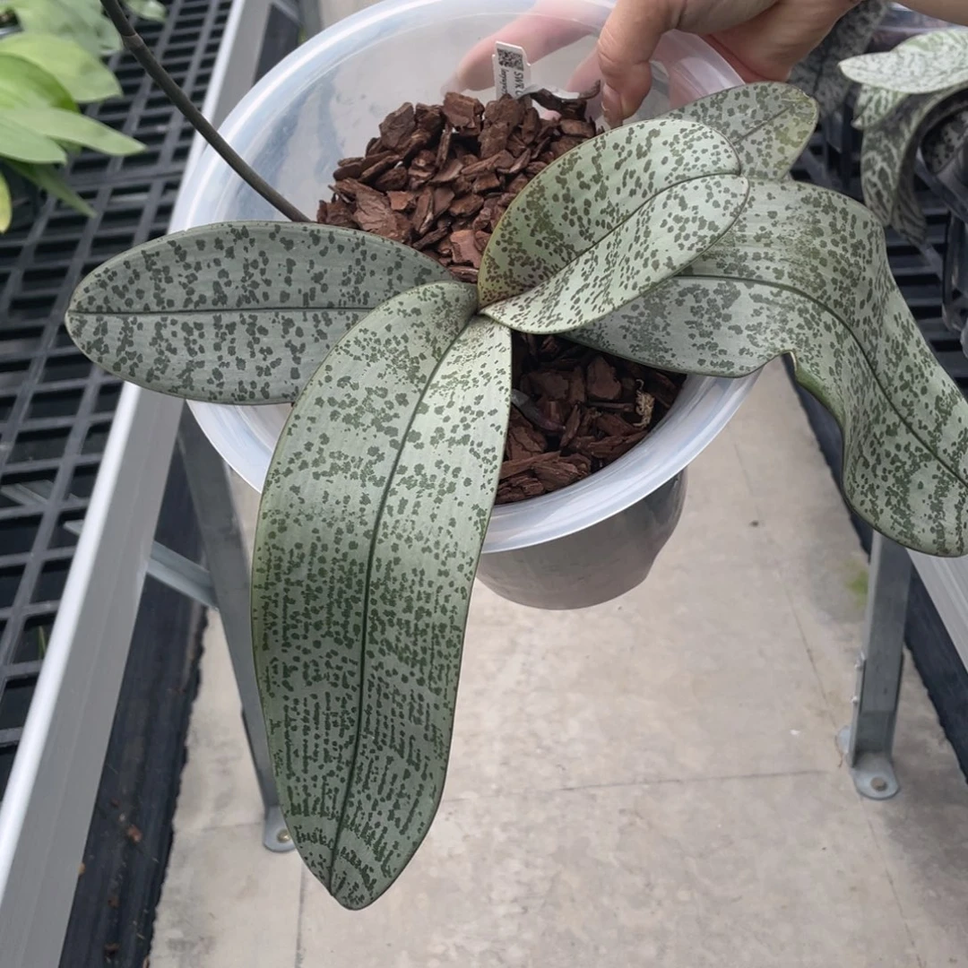 当前无花栽培后可以开花