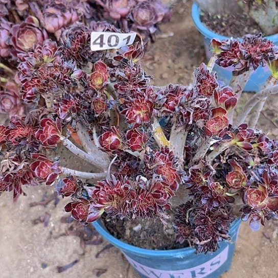 陈***姐多肉植物一个法师