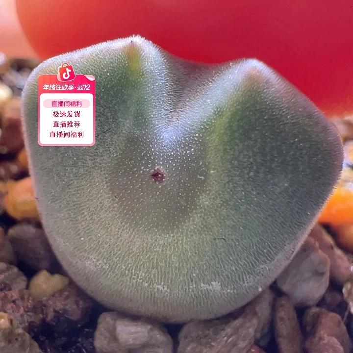 w382。优选青蛙2年矮胖短耳基因大眼睛 超大眼88折后价