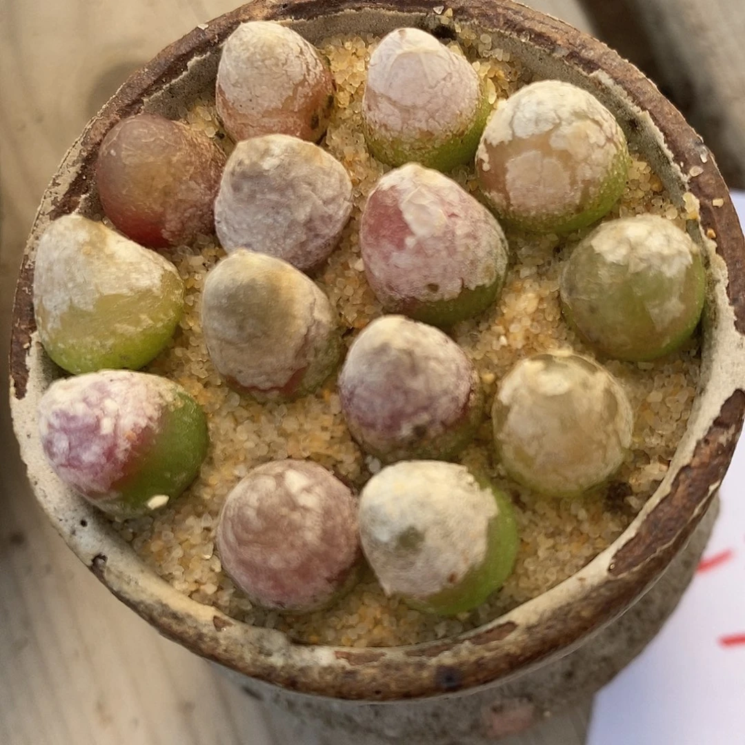 25118灯泡一组。