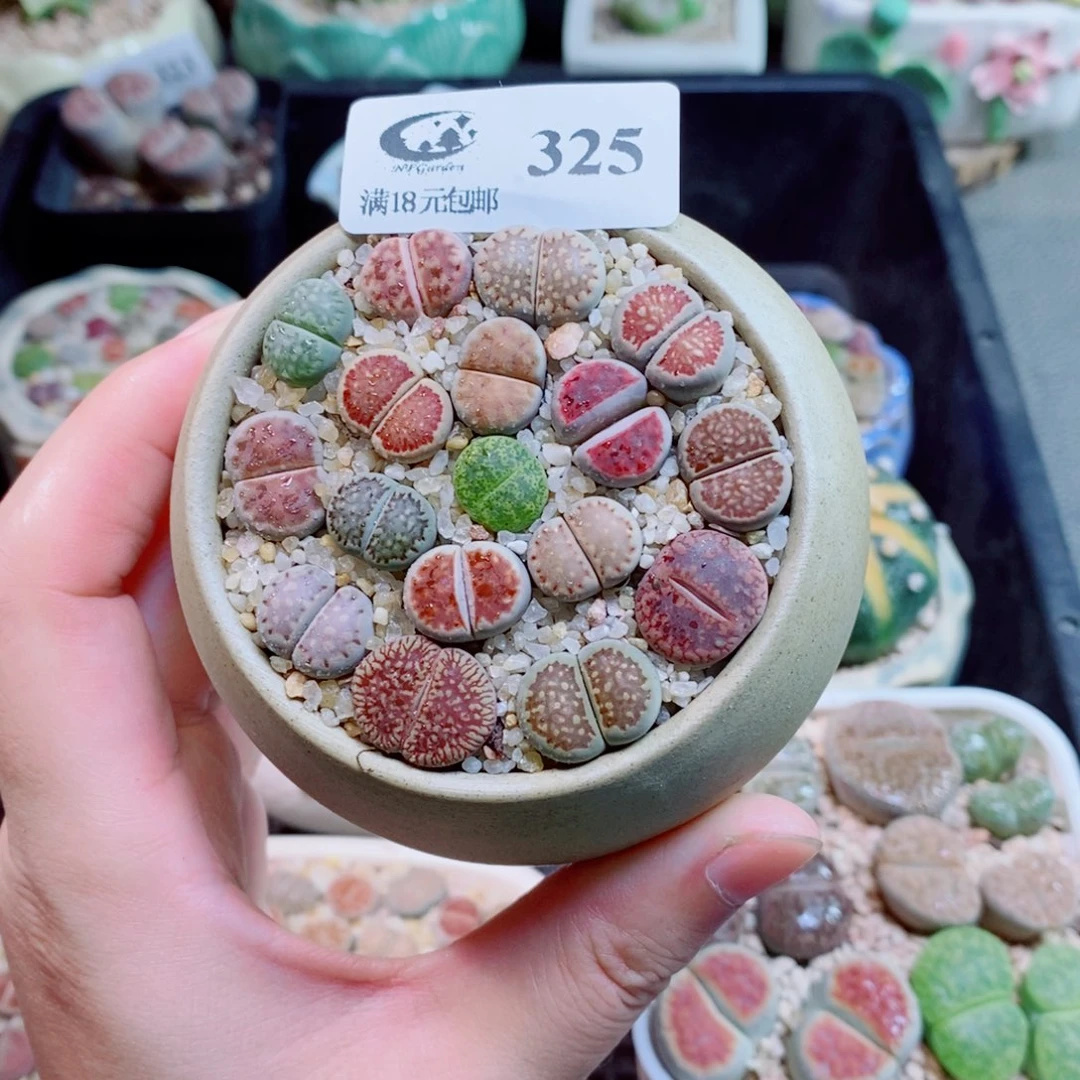生石花花花花花325