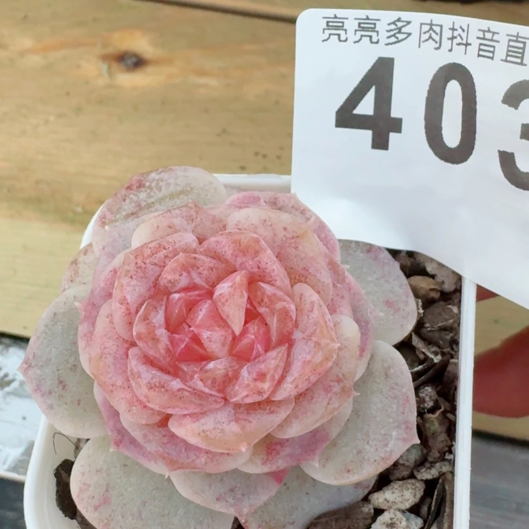 石化孤品         精品多肉