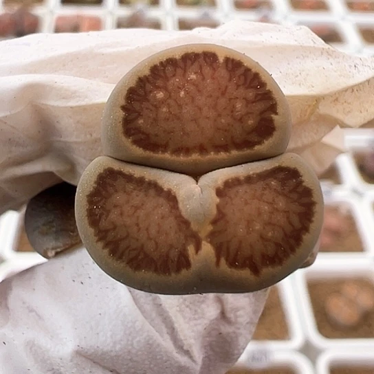 2174.菊怪1.6公分