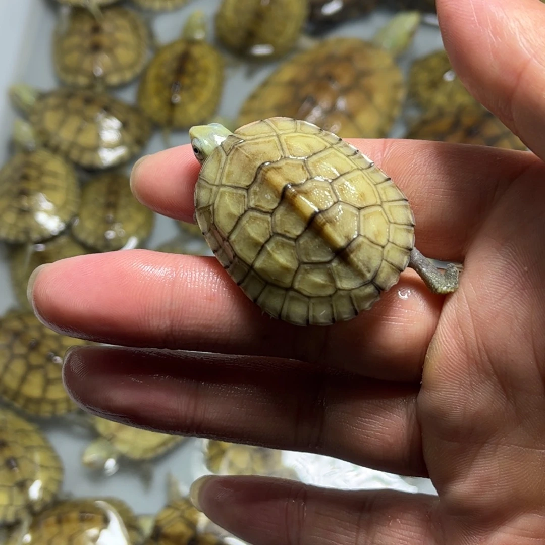 不分公母宠物龟蟹*侬4厘米断尾青