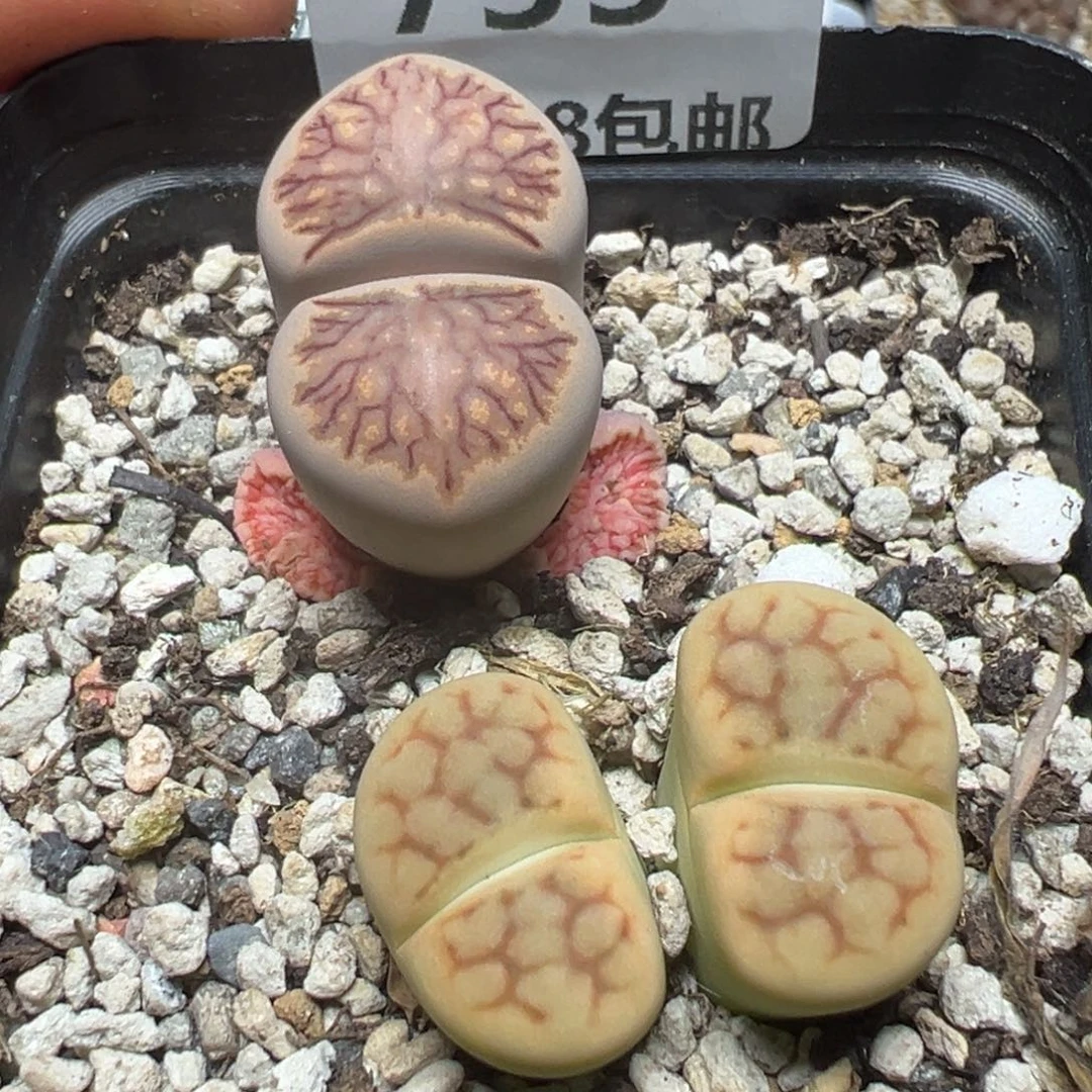 【闪购商品】755。