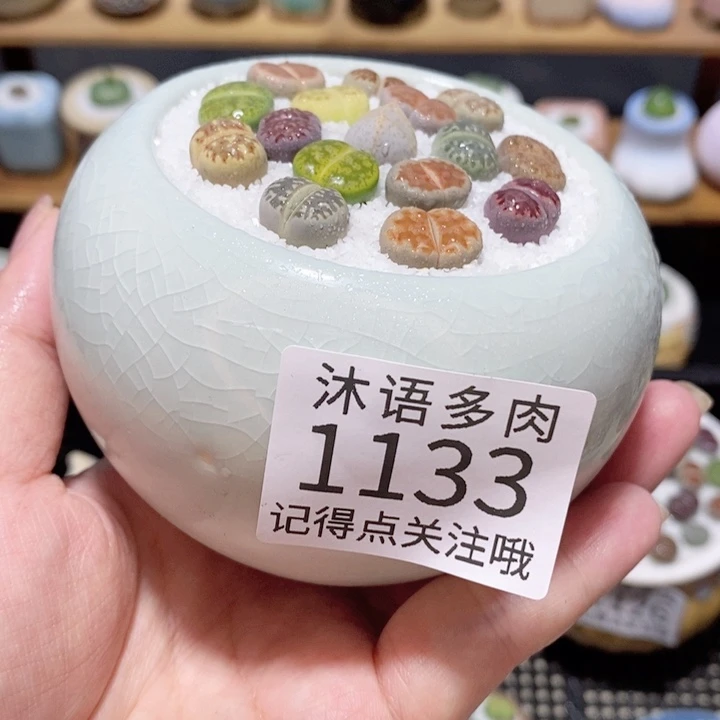 带盆土植物 精美盆栽1133