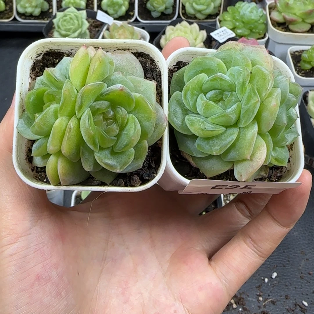 ****35两颗东篱下多肉植物哈哈哈哈