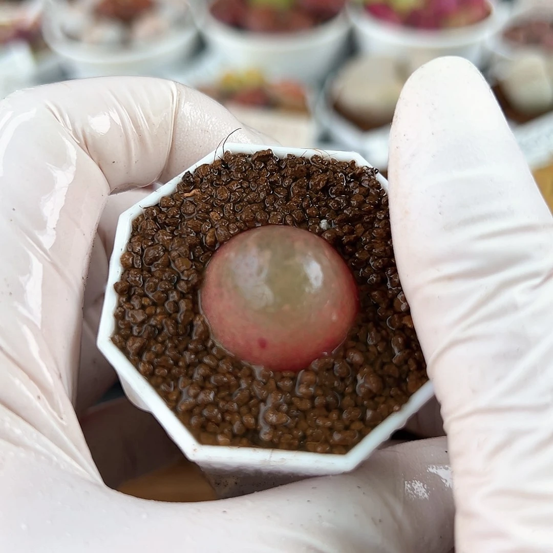 1000七年灯泡2.3cmmmm