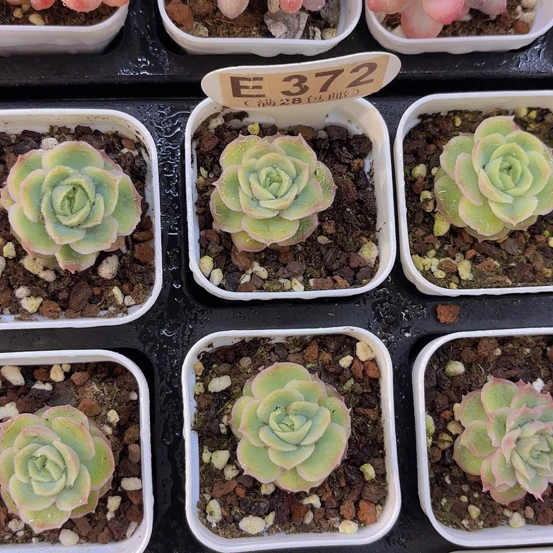 E372水晶虾饺一物一拍