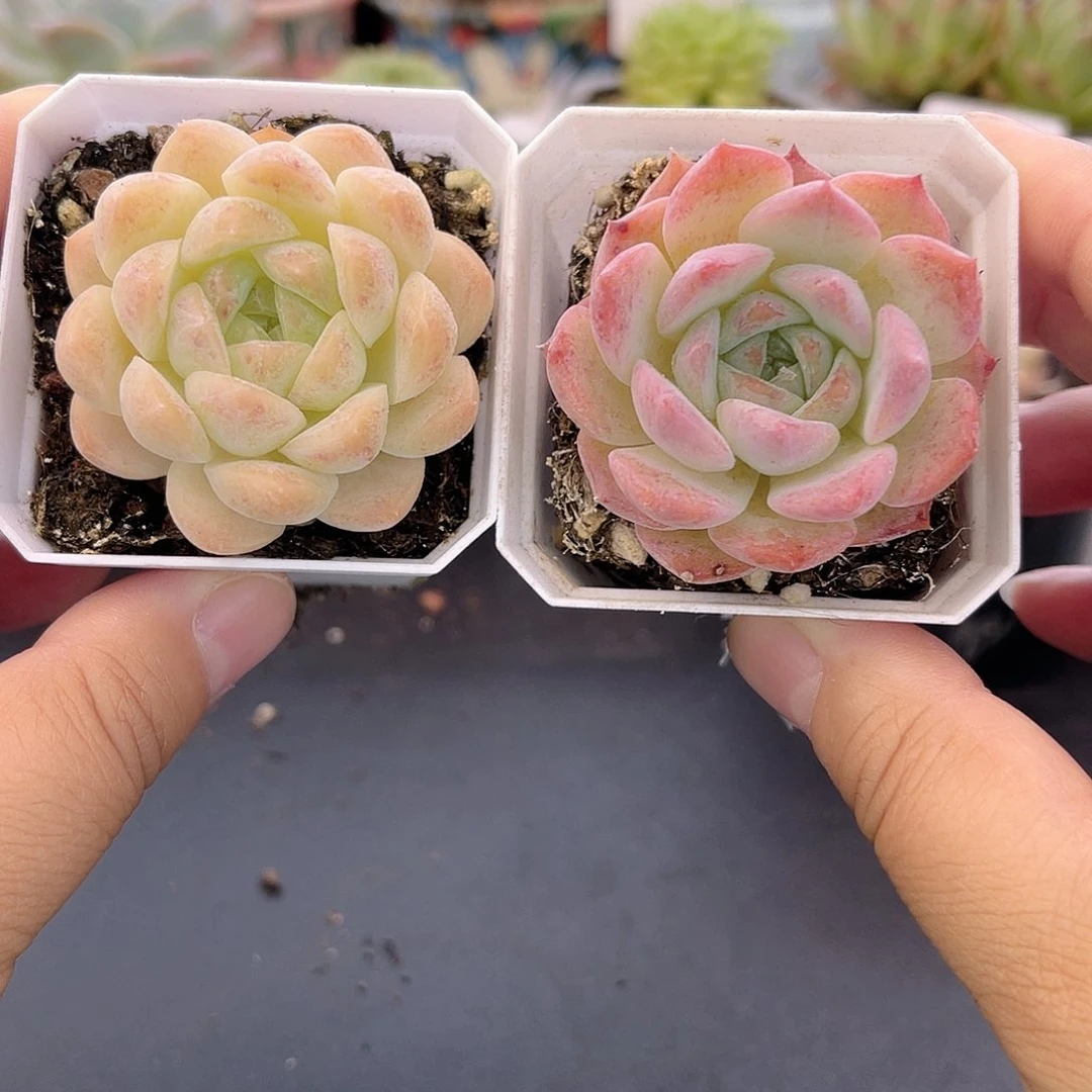 大禹多肉，691肉肉*2