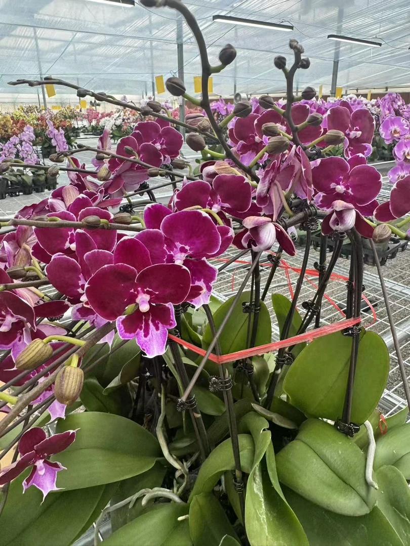 燕尾服【3.0寸杯】高档蝴蝶兰鲜花盆栽