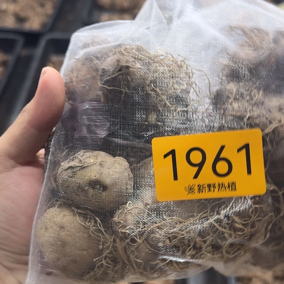 完全开放1951盲盒种球开播福利裸球不售后