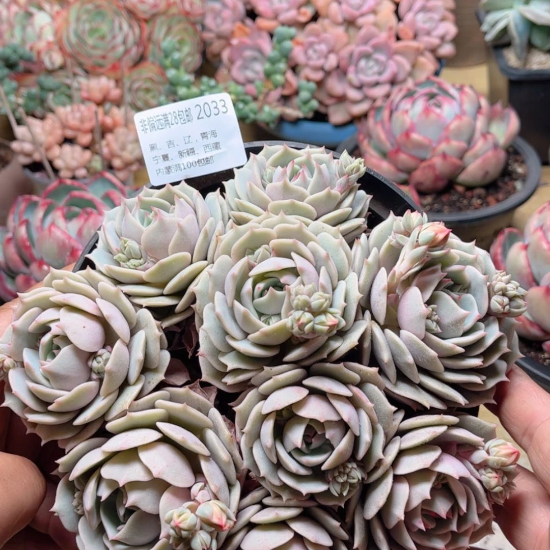 【闪购商品】2033露娜连