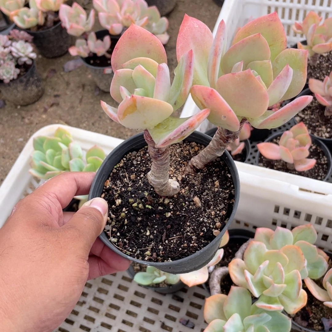 柚***茶2406  白凤 六月六