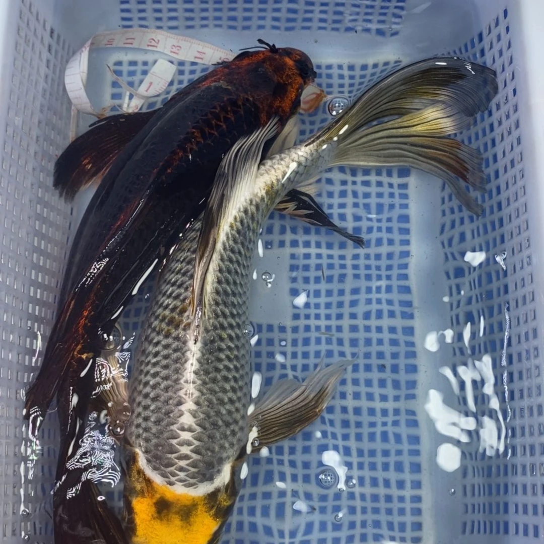 锦鲤冷水锦鲤包邮