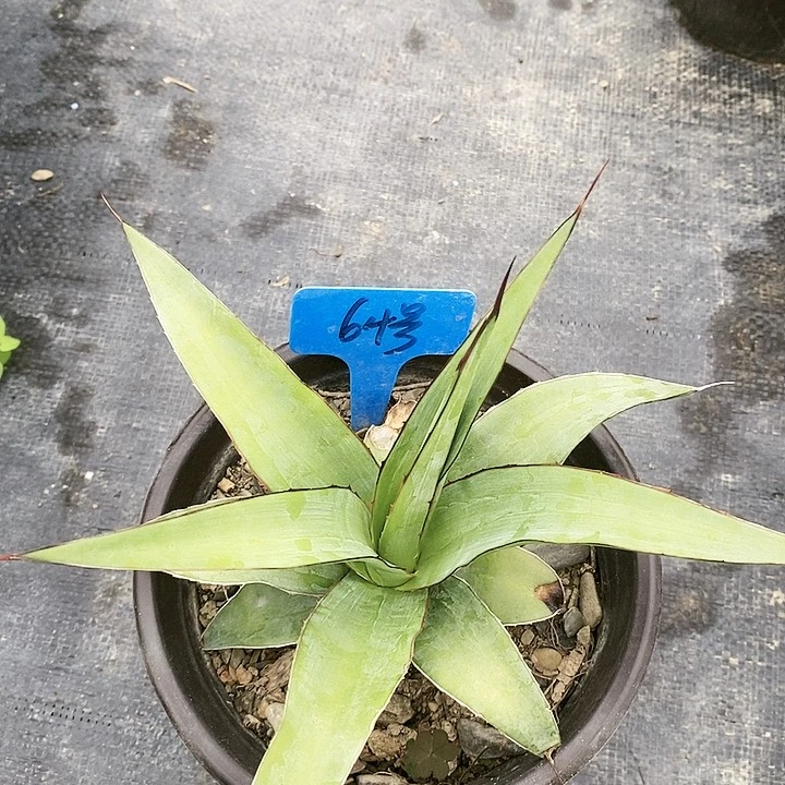 【闪购商品】无花朵龙舌兰印花龙 三单包邮