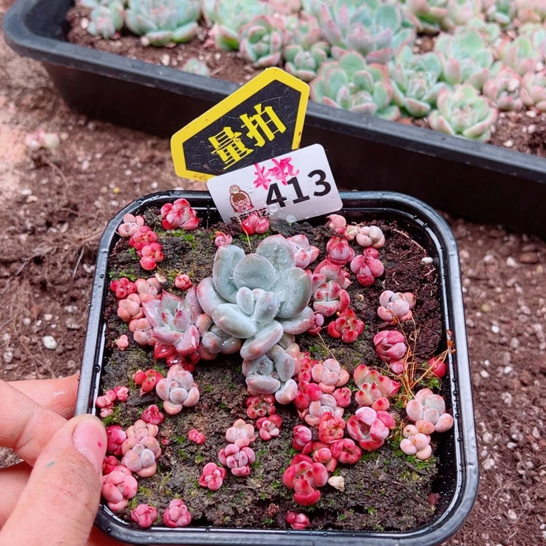 多肉植物多肉植物