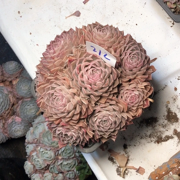 生****光212///////////////