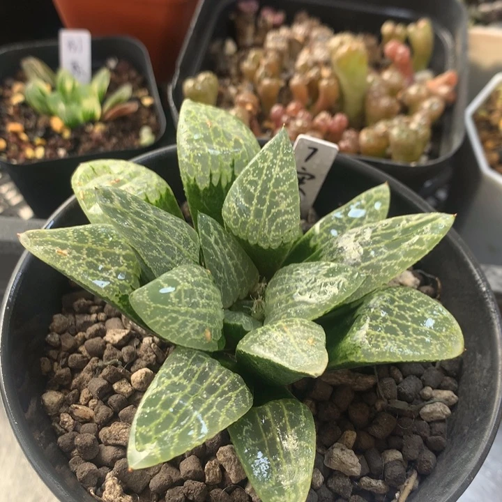 7号实生寿一物一拍