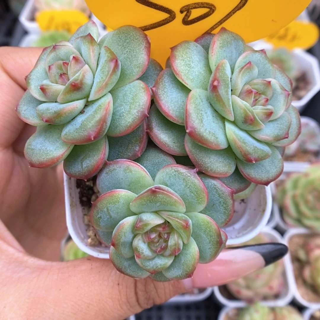 沅芷珍妮群生309号