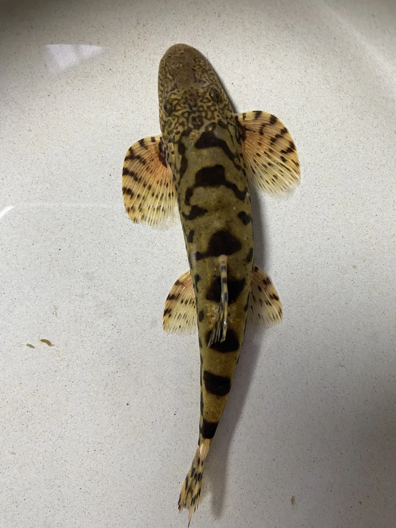 原生工具鱼  缨口鳅 除藻 擦玻璃 清洁鱼工具鱼