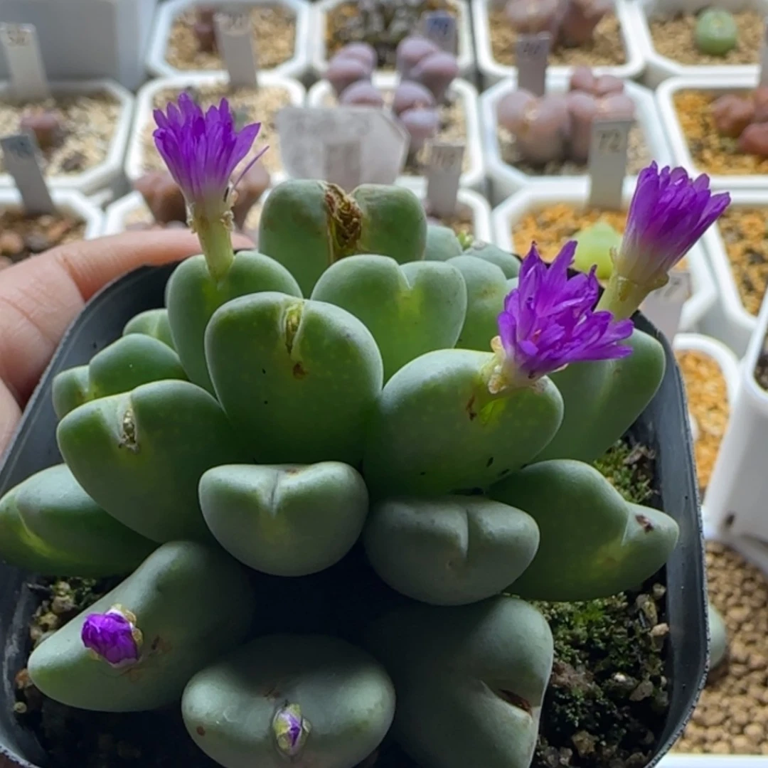 【闪购商品】20843紫花群