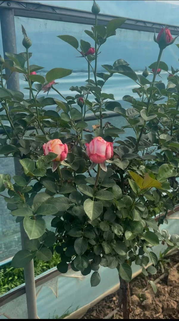 山木香树桩月季 科德斯庆典