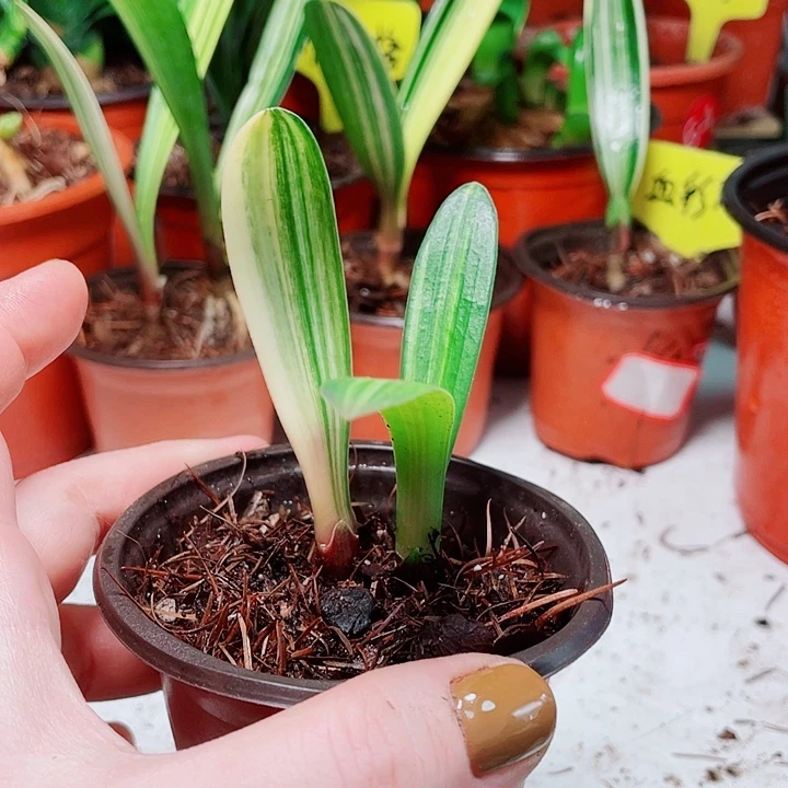 当前无花栽培后可以开花
