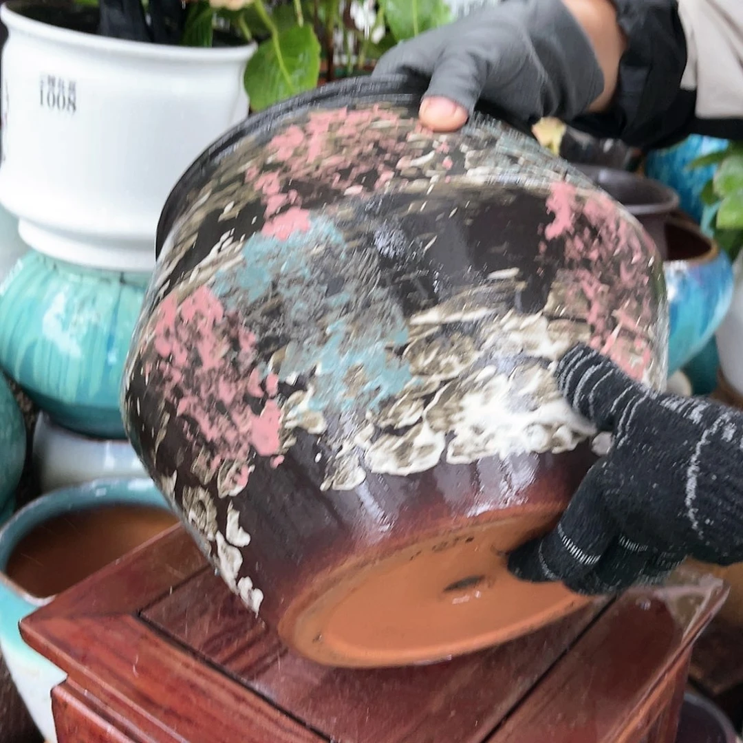 王嫂花盆直播0601-a561